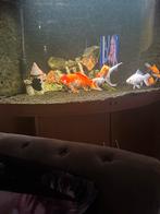 Aquarium Juwel 350l ,met vissen en algeneters, Dieren en Toebehoren, Ophalen of Verzenden, Zo goed als nieuw, Gevuld zoetwateraquarium