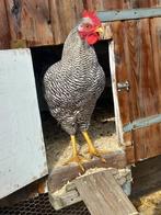 jonge amrock haan, Dieren en Toebehoren, Mannelijk, Kip