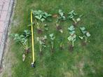 Aardbei plant meerdere stuks, Ophalen, Minder dan 100 cm, Overige soorten, Volle zon