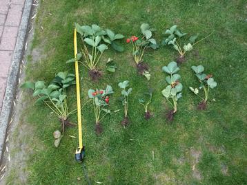 Aardbei plant meerdere stuks beschikbaar voor biedingen