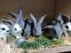 Kruising vlaamse reus x lotharinger, Dieren en Toebehoren, Konijnen, Meerdere dieren, Groot
