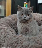 Mooie brits korthaar kittens, Dieren en Toebehoren, Katten en Kittens | Raskatten | Korthaar, Meerdere dieren, Gechipt, 0 tot 2 jaar