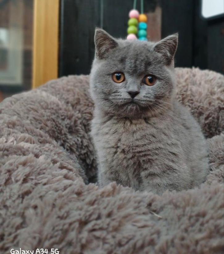 Mooie brits korthaar kittens, Dieren en Toebehoren, Katten en Kittens | Raskatten | Korthaar, Meerdere dieren, 0 tot 2 jaar, Gechipt