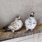 Portugese tuimelaars, Dieren en Toebehoren, Vogels | Duiven, Vrouwelijk, Kropper