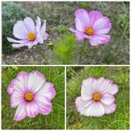 Zaden cosmea candy stripe (Cosmos bipinnatus candy stripe), Tuin en Terras, Bloembollen en Zaden, Ophalen of Verzenden, Voorjaar