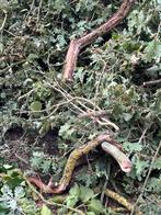 Gratis hout!, Minder dan 3 m³, Ophalen, Eikenhout, Takken