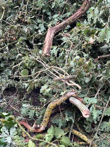 Gratis hout! beschikbaar voor biedingen