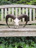 Moeflon schedel met grote donkere hoorns jacht mancave c55, Verzamelen, Dierenverzamelingen, Ophalen of Verzenden, Wild dier, Gewei of Kop