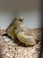 Mooi koppeltje gloster kanaries, Dieren en Toebehoren, Meerdere dieren, Kip