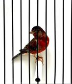 Te Koop diverse bastaarden, Dieren en Toebehoren, Mannelijk, Wildzangvogel, Geringd