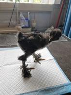 Zwarte brahma (vermoed haan), Dieren en Toebehoren, Mannelijk, Kip