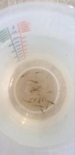 Neocardina aquarium garnalen wildkleur doorzichtig, Dieren en Toebehoren, Vissen | Aquariumvissen