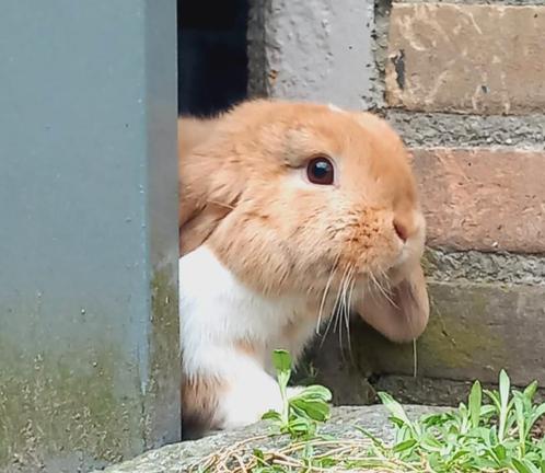 Rammetje 2 voedsters, Dieren en Toebehoren, Konijnen, Meerdere dieren