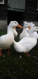6 Oud-hollandse kuifeenden, Dieren en Toebehoren, Pluimvee, Geslacht onbekend, Kip