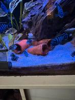 Polar blue parrot, Dieren en Toebehoren, Vis