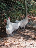 Poule de Bresse hanen, Dieren en Toebehoren, Pluimvee, Mannelijk, Kip