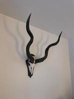 Grote Kudu kop / gewei, Ophalen, Gebruikt, Overige soorten, Schedel
