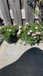 Vaste tuin planten per pot €8, Tuin en Terras, Planten | Tuinplanten, Ophalen, Zomer, Overige soorten, Volle zon