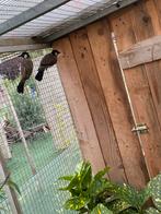 Buulbuul koppel van 2024, Dieren en Toebehoren, Vogels | Overige Vogels, Meerdere dieren, Tropenvogel, Geringd