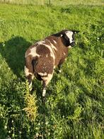 Mooie bonte dekram, Dieren en Toebehoren, Schapen, Geiten en Varkens, Mannelijk, Schaap, 0 tot 2 jaar