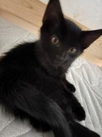 Kitten gelijk ophalen, Dieren en Toebehoren, Katten en Kittens | Raskatten | Korthaar, Meerdere dieren, Ontwormd, 0 tot 2 jaar
