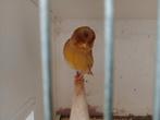 Koppel Glosters, Dieren en Toebehoren, Vogels | Kanaries, Meerdere dieren