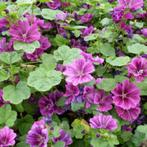 Groot kaasjeskruid - Malva sylvestris (inheems), Volle zon, Vaste plant, Zomer, Ophalen