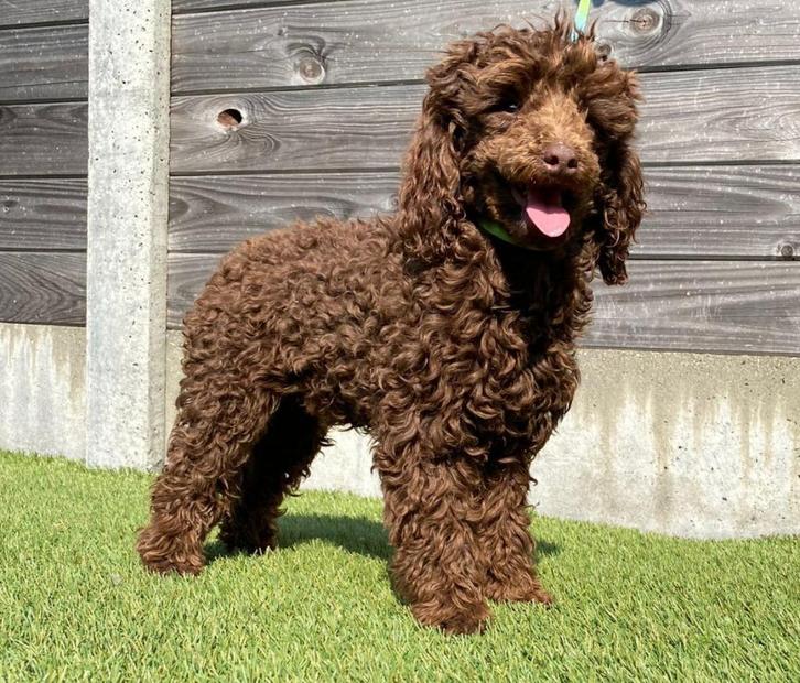 chocobruine toypoedel dekreu 25 cm, Dieren en Toebehoren, Honden | Dekreuen, Reu, Fokker | Hobbymatig, Eén hond, Buitenland, 3 tot 5 jaar