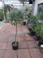 Olijf, 100 tot 250 cm, Olijfboom, Zomer, Ophalen