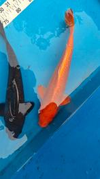 Doitsu karashigoi Spiegelkarper / schubkarper, Dieren en Toebehoren, Karper of Koi