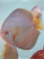 mooi kweekkoppel discusvissen, bleu daiment, Dieren en Toebehoren, Vissen | Aquariumvissen, Vis