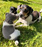 Lieve jack russell pups, Dieren en Toebehoren, Honden | Jack Russells en Terriërs, Rabiës (hondsdolheid), Jack Russell Terriër