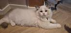 Mooie ragdoll kittens met stamboom, Dieren en Toebehoren, Kater, Gechipt, 0 tot 2 jaar