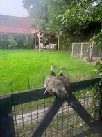 Blauwe pauw haan, Dieren en Toebehoren, Pluimvee, Mannelijk, Overige soorten