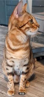 2 Bengaal uiterlijk kerst, als sinterklaas-kado kunnen ze, Dieren en Toebehoren, Katten en Kittens | Raskatten | Korthaar, Poes