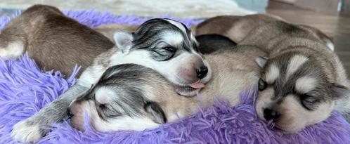 Wollige shepsky pups te koop ( husky x witte herder ), Dieren en Toebehoren, Honden | Herdershonden en Veedrijvers, Meerdere dieren