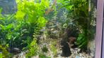 RVS aquarium. Leeees!! Of bellen, Dieren en Toebehoren, Vissen | Aquaria en Toebehoren, Ophalen, Zo goed als nieuw, Gevuld zoetwateraquarium