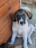 Pup Beethoven zoekt een baasje, Rabiës (hondsdolheid), 15 weken tot 1 jaar, Buitenland, Eén hond