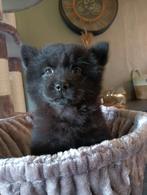 Mini chow chow's / Teddy dogs 1 zwart meisje, Dieren en Toebehoren, Honden | Poolhonden, Keeshonden en Oertypen, CDV (hondenziekte)