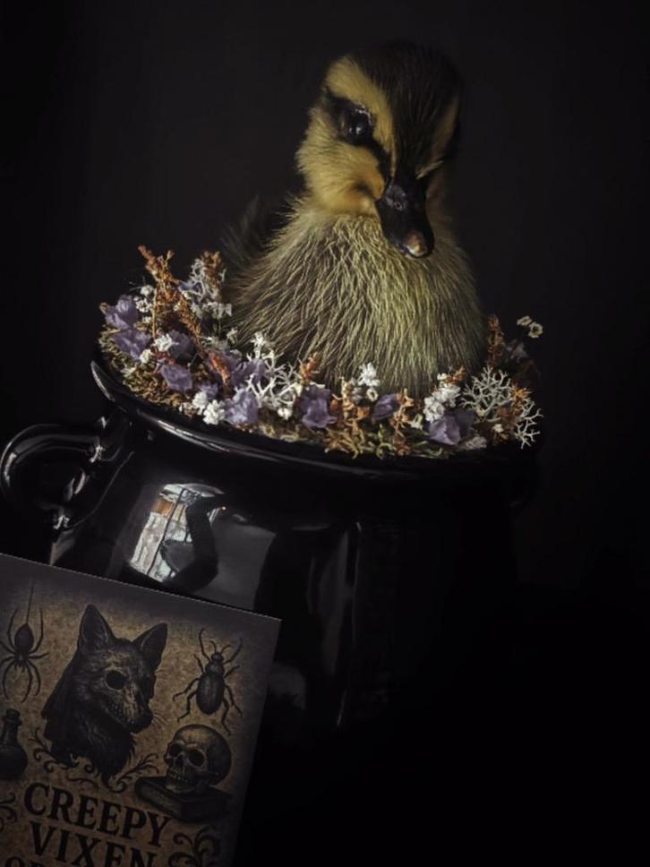 Taxidermy eendje, rariteiten, opgezet kuikentje, Verzamelen, Beelden en Beeldjes, Nieuw, Dier, Ophalen of Verzenden