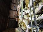 Rammen te koop, Dieren en Toebehoren, Schapen, Geiten en Varkens, Mannelijk, Schaap