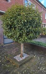 Portugese Laurier op stam., Tuin en Terras, Planten | Bomen, Halfschaduw, Overige soorten, 100 tot 250 cm, Ophalen