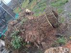2 boomstammen, haardhout, decoratie, dierenweide, 3 tot 6 m³, Ophalen, Overige houtsoorten, Stammen