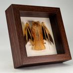 Prachtige opgezette vleermuis – Kerivoula picta (Indonesië), Verzamelen, Ophalen of Verzenden, Nieuw, Insect, Opgezet dier