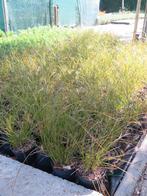 Carex Testacea prairie fire, siergrassen. Vaste planten, Tuin en Terras, Volle zon, Vaste plant, Siergrassen, Ophalen of Verzenden