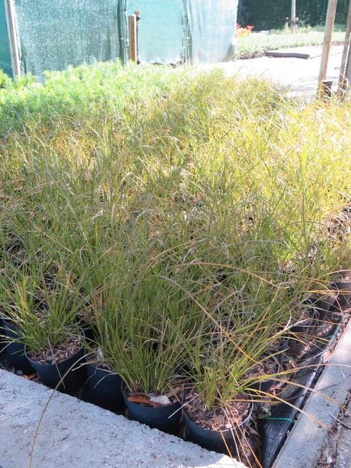 Carex Testacea prairie fire, siergrassen. Vaste planten, Tuin en Terras, Planten | Tuinplanten, Vaste plant, Siergrassen, Volle zon