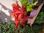 Aglaonema Red Star, Overige soorten, In pot, Minder dan 100 cm, Groene kamerplant