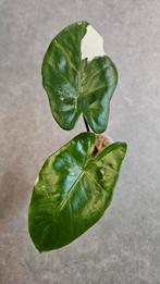 Alocasia Macrorrhiza Black Stem Variegata, Ophalen of Verzenden, Halfschaduw, Minder dan 100 cm