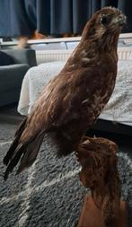 Taxidermie,Taxidermy Opgezette "buizerd", Ophalen of Verzenden, Zo goed als nieuw, Vogel, Opgezet dier
