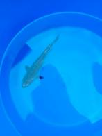 Mooie koi, Dieren en Toebehoren, Vissen | Vijvervissen, Karper of Koi